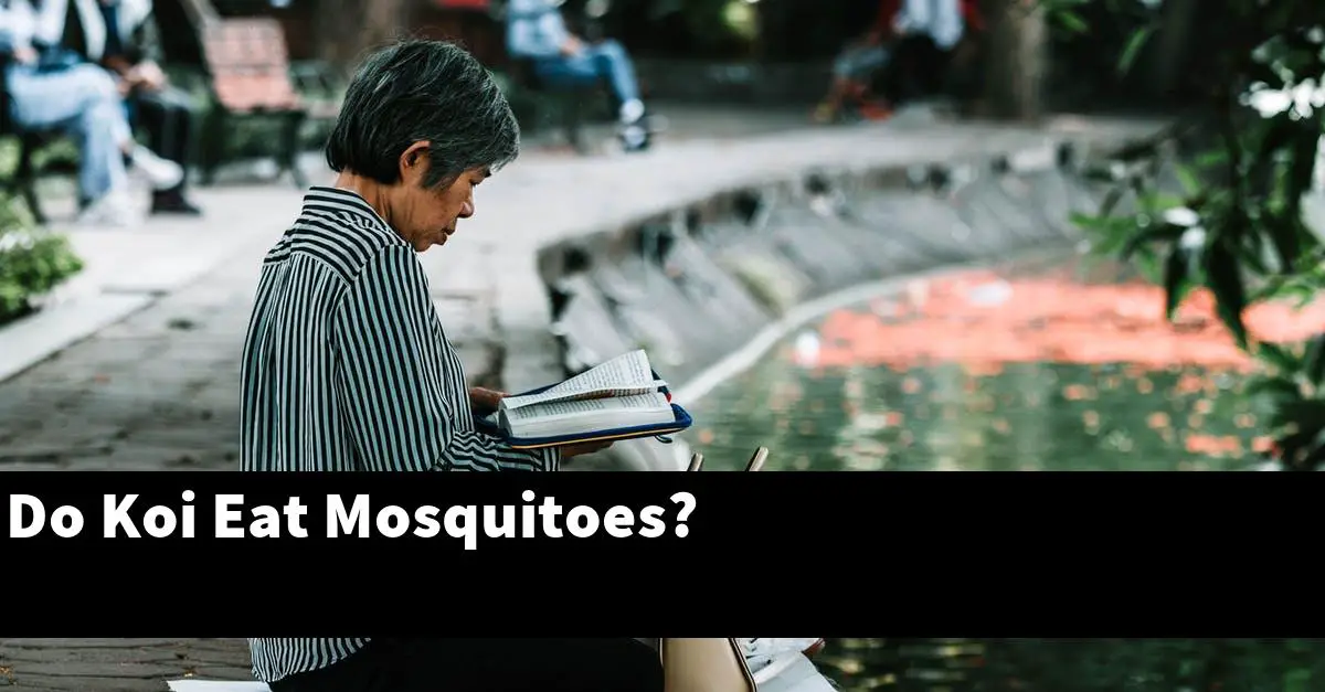 Do Koi Eat Mosquitoes?