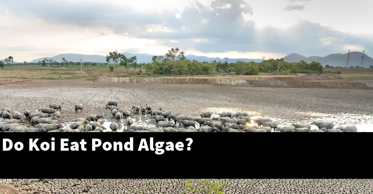 Do Koi Eat Pond Algae?