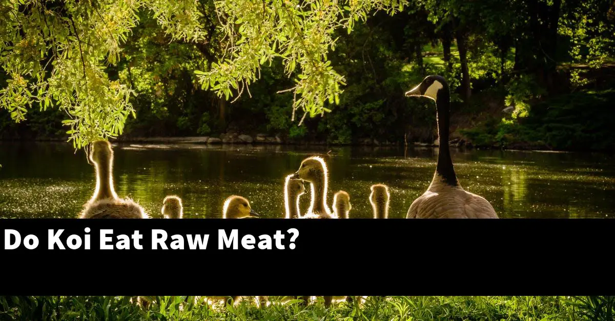 Do Koi Eat Raw Meat?