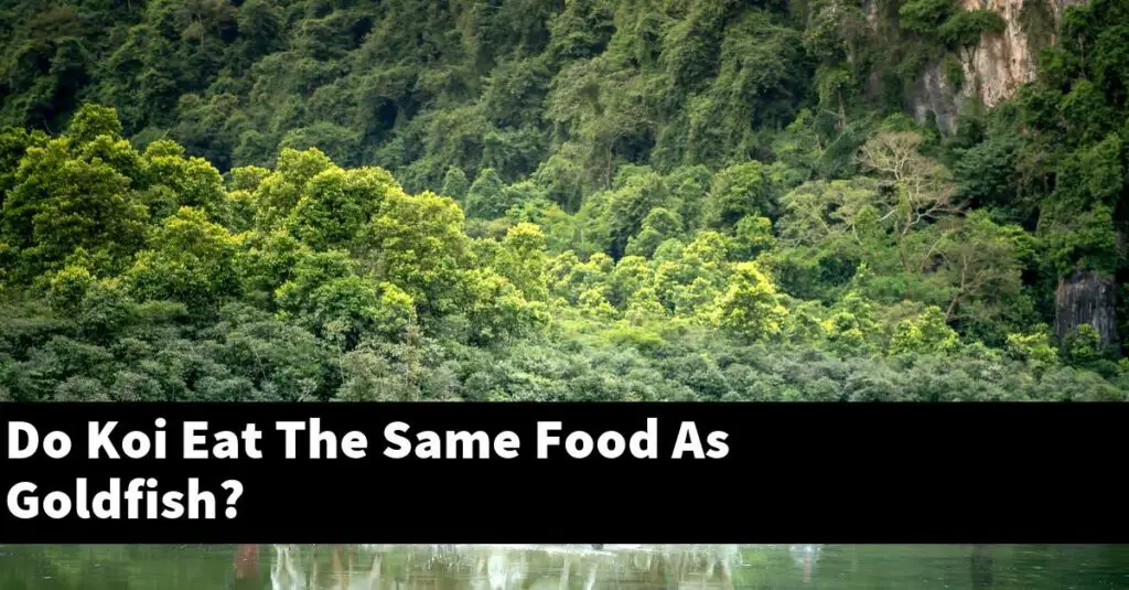 Do Koi Eat The Same Food As Goldfish? [2024 Guide] Gold Koi Fish