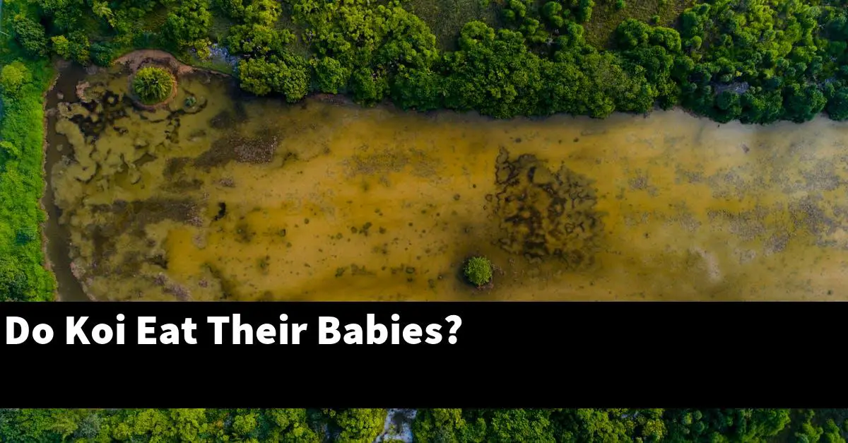 Do Koi Eat Their Babies?