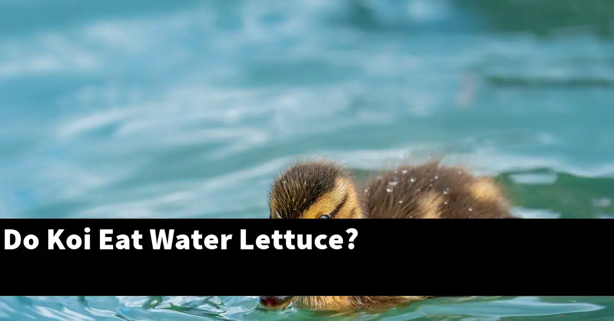 Do Koi Eat Water Lettuce?