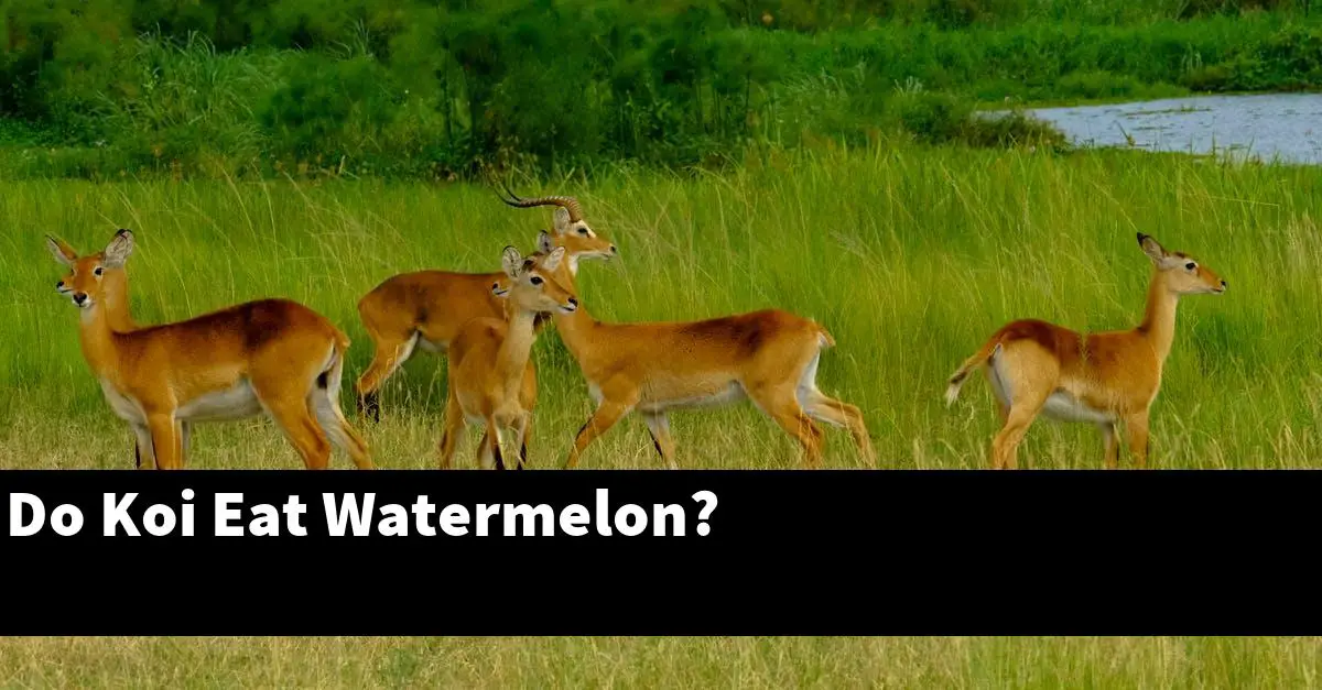 Do Koi Eat Watermelon?