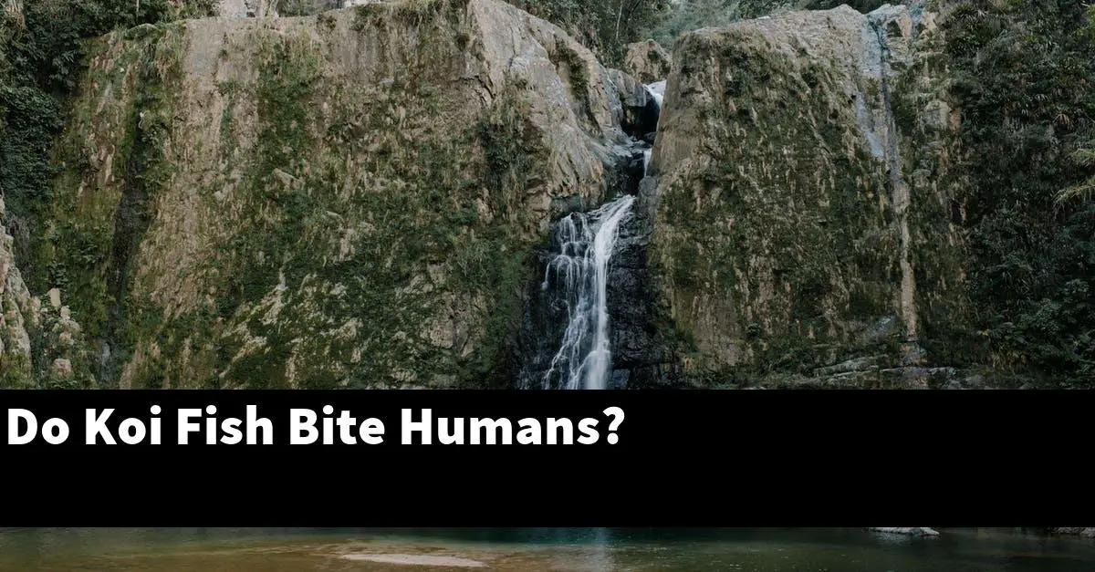 Do Koi Fish Bite Humans?
