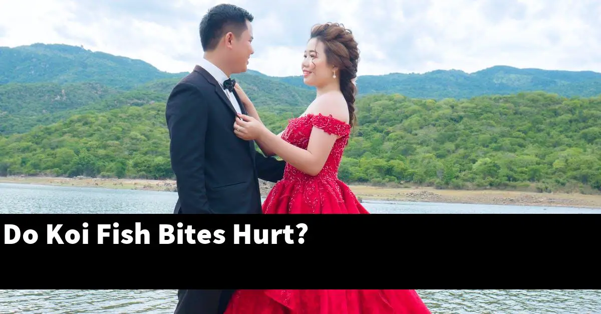 Do Koi Fish Bites Hurt?