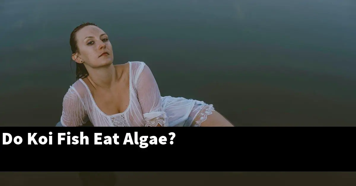 Do Koi Fish Eat Algae?