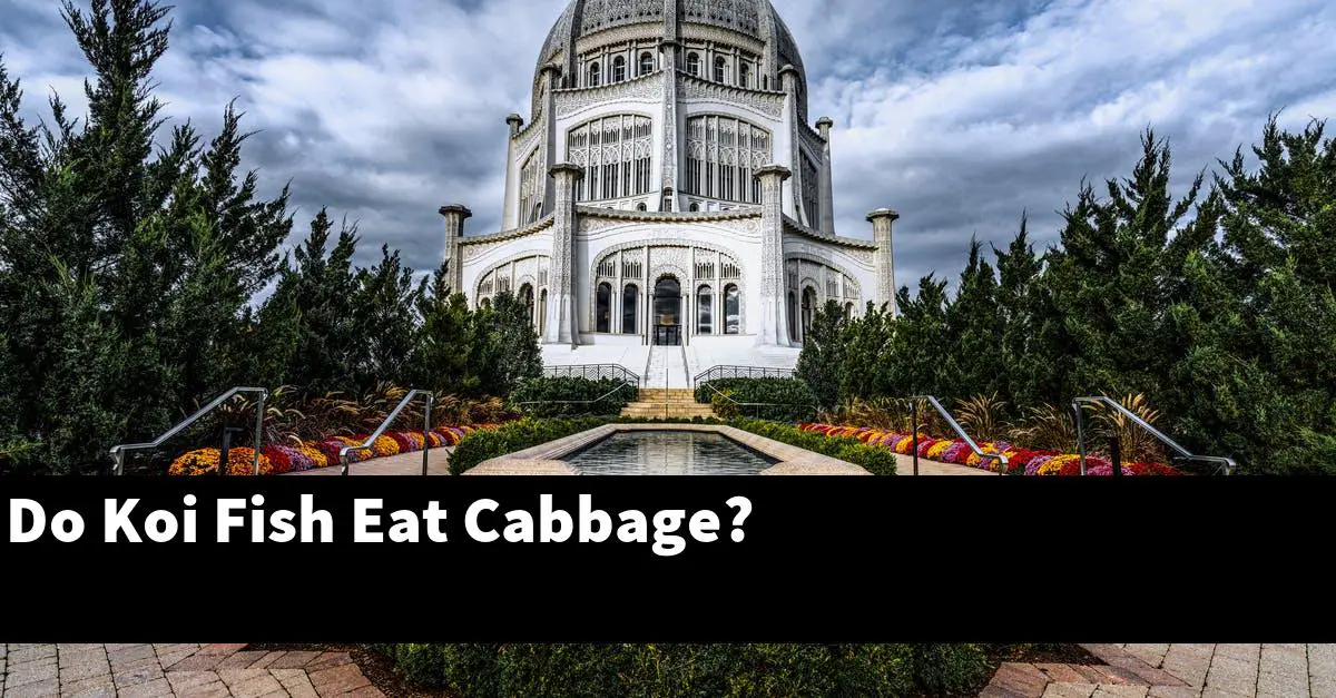 Do Koi Fish Eat Cabbage?