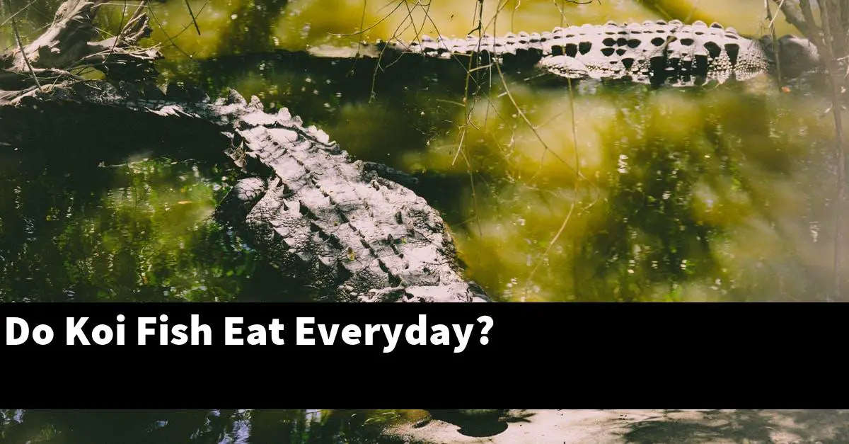 Do Koi Fish Eat Everyday?