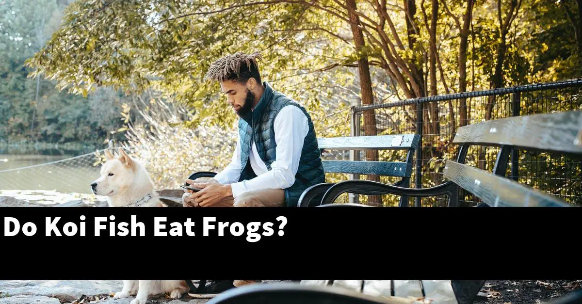 Do Koi Fish Eat Frogs?