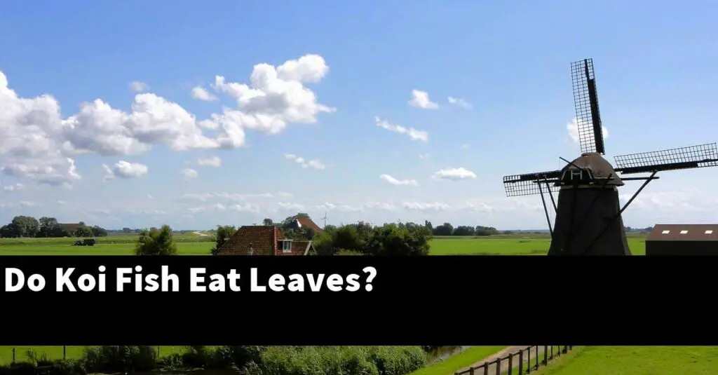 Do Koi Fish Eat Leaves? [2024 Guide] Gold Koi Fish