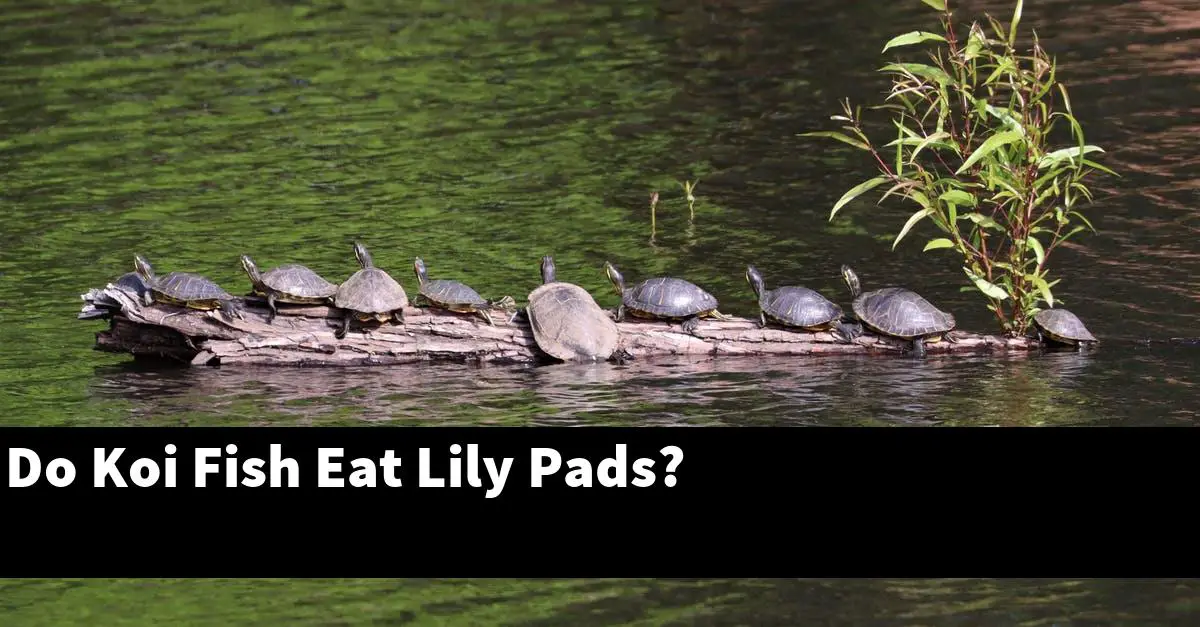 Do Koi Fish Eat Lily Pads?