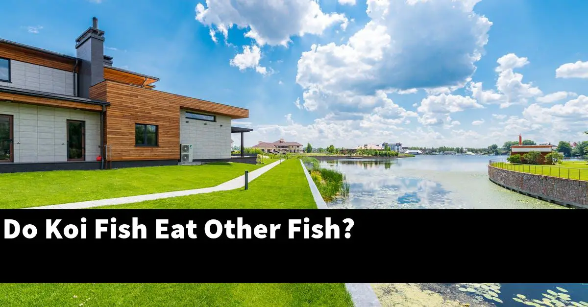 Do Koi Fish Eat Other Fish?