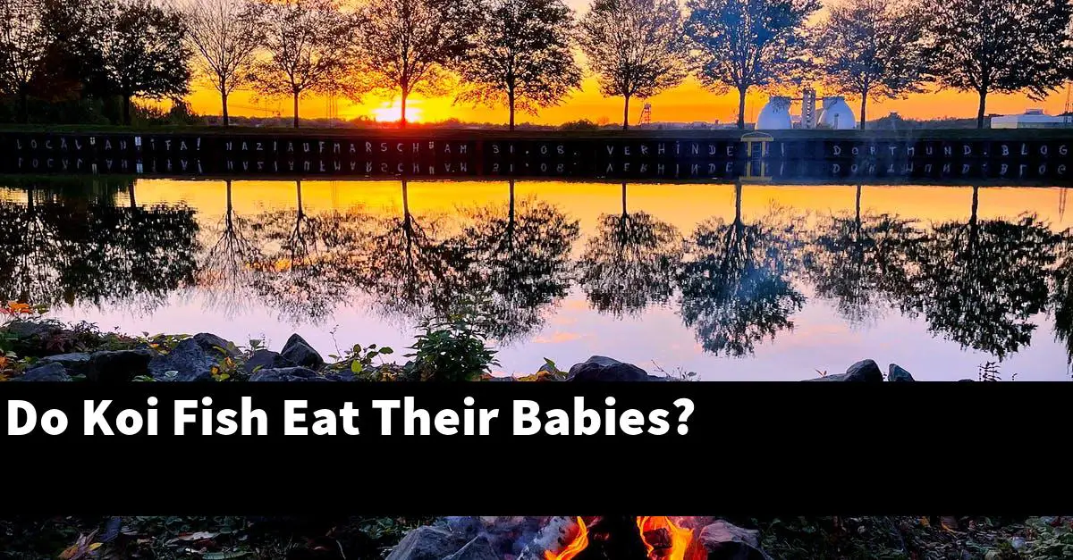 Do Koi Fish Eat Their Babies?