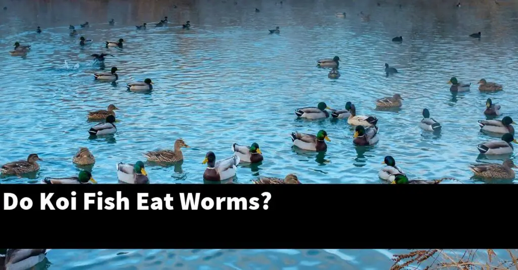 do-koi-fish-eat-worms-2024-guide-gold-koi-fish