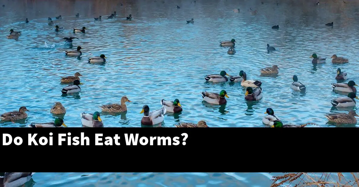 Do Koi Fish Eat Worms?
