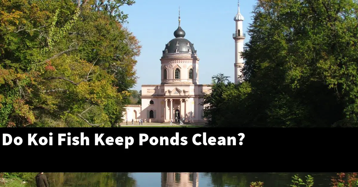Do Koi Fish Keep Ponds Clean?