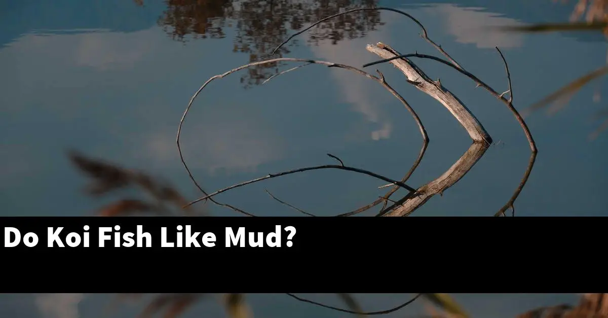Do Koi Fish Like Mud?