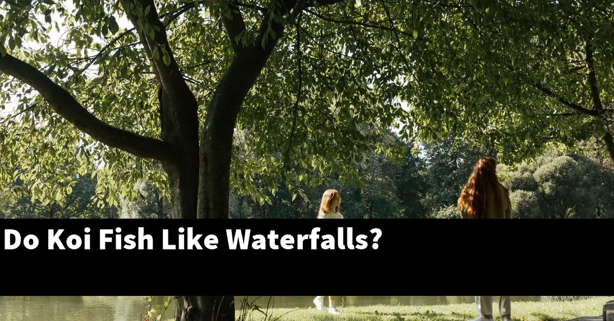 Do Koi Fish Like Waterfalls?