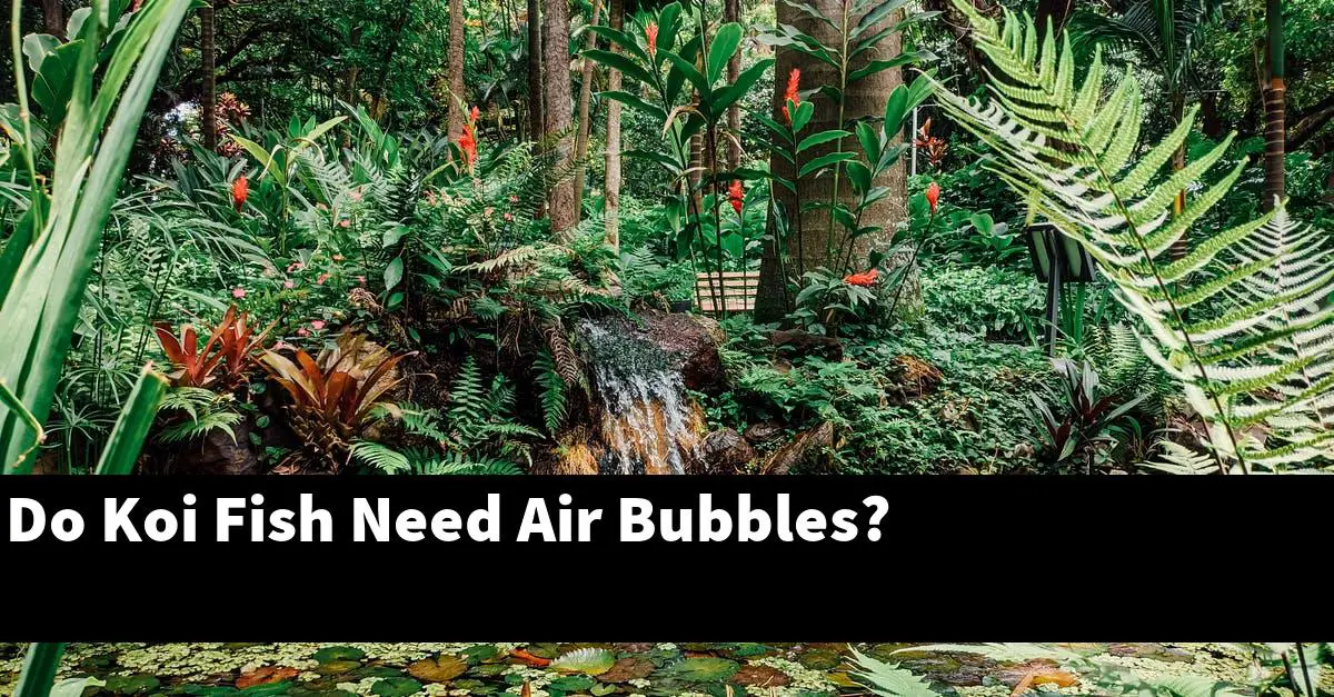 Do Koi Fish Need Air Bubbles?