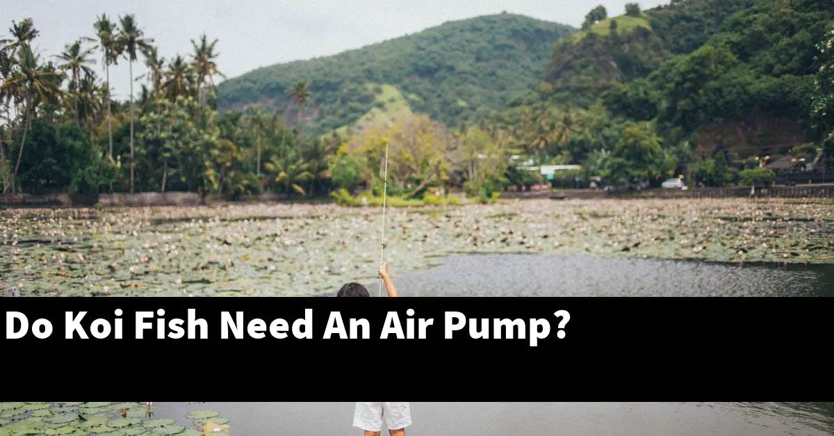 Do Koi Fish Need An Air Pump?