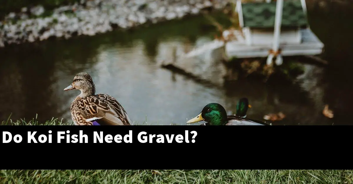 Do Koi Fish Need Gravel?