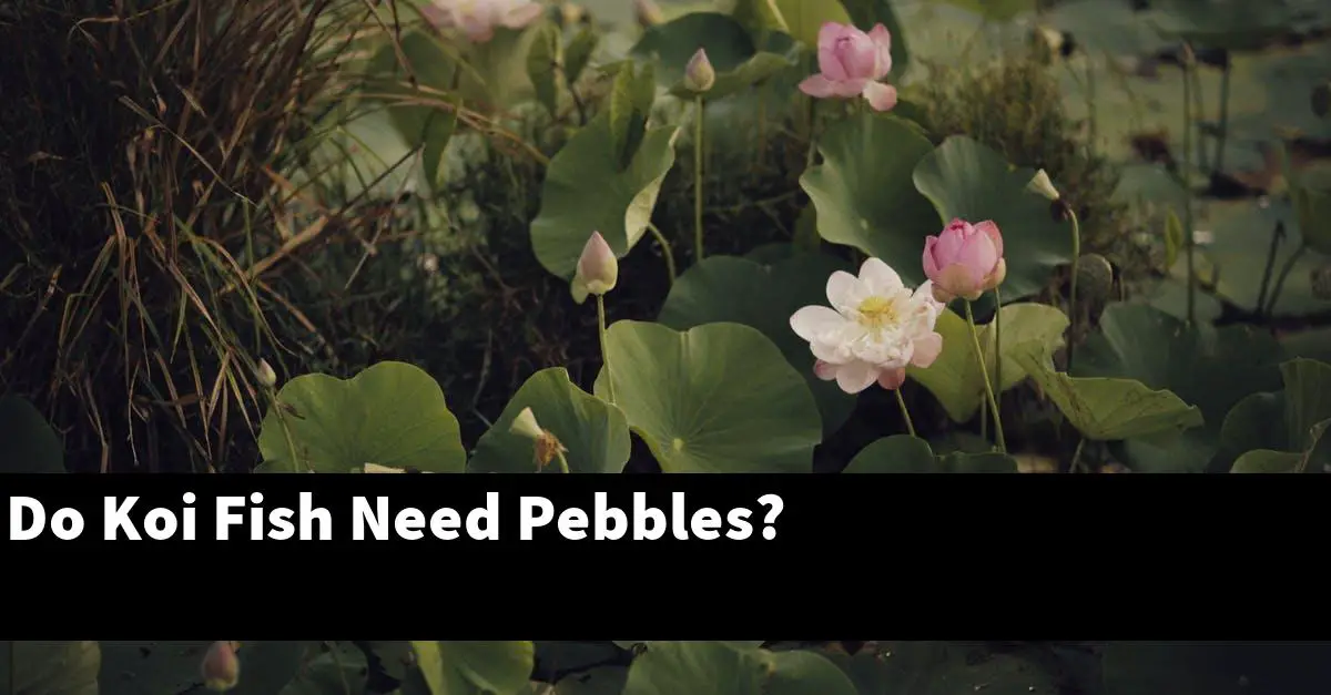 Do Koi Fish Need Pebbles?