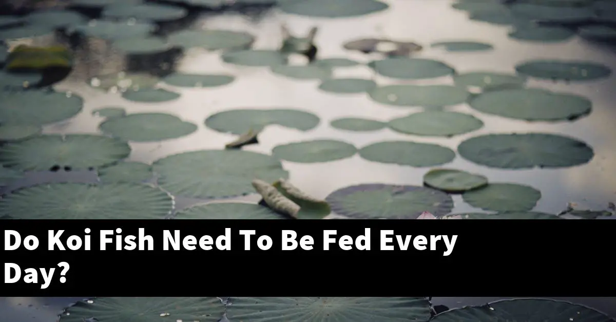 Do Koi Fish Need To Be Fed Every Day?