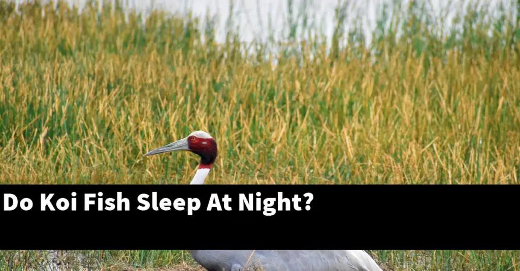 Do Koi Fish Sleep At Night? [2024 Guide] Gold Koi Fish