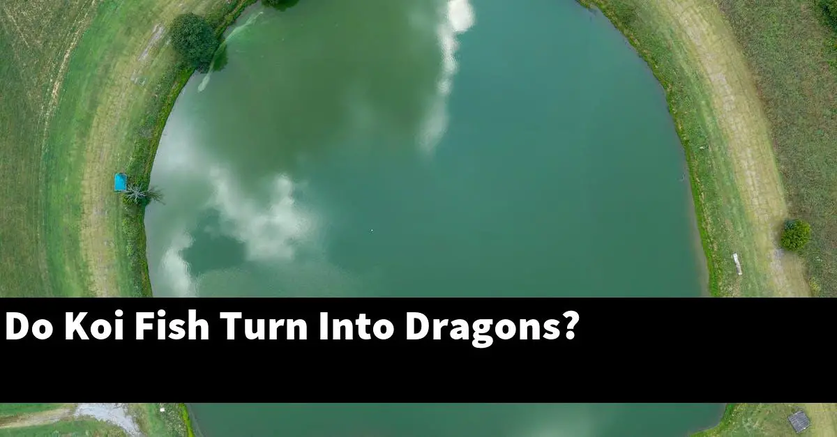 Do Koi Fish Turn Into Dragons?