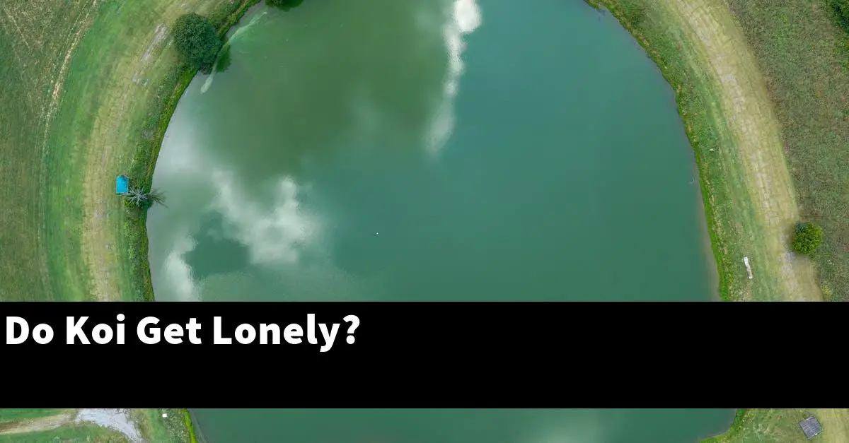 Do Koi Get Lonely?