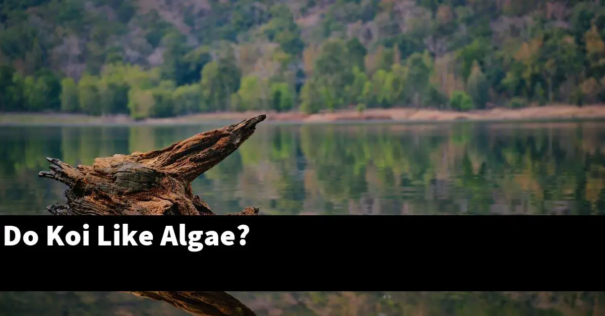 Do Koi Like Algae?