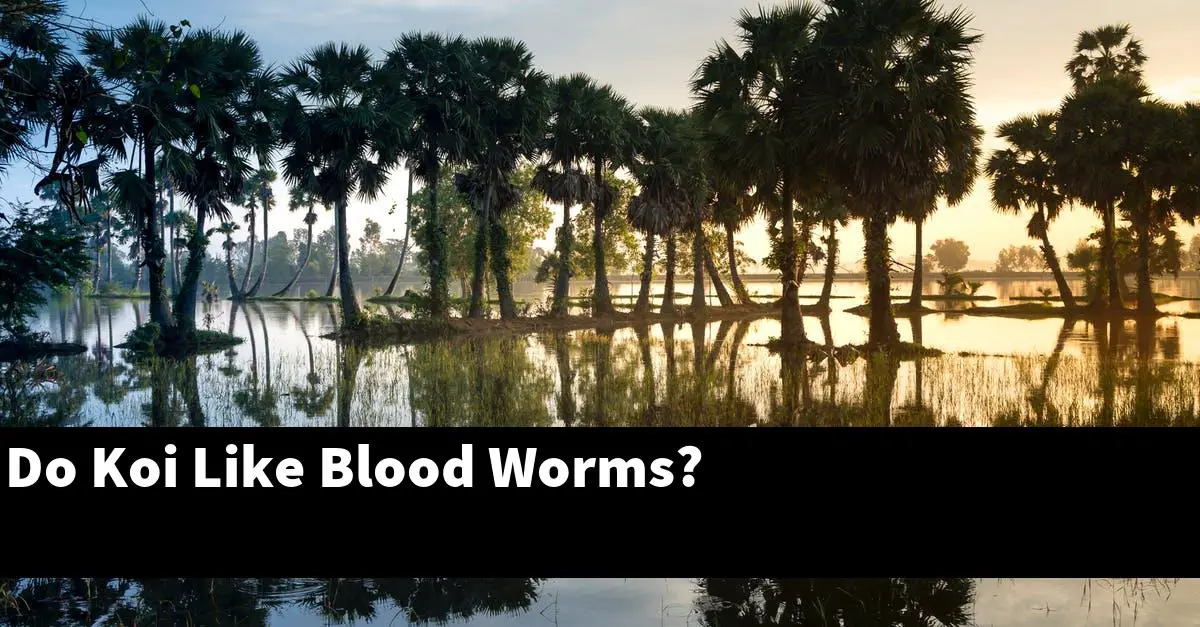 Do Koi Like Blood Worms?