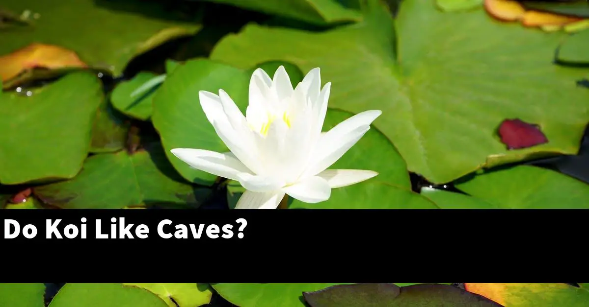 Do Koi Like Caves?