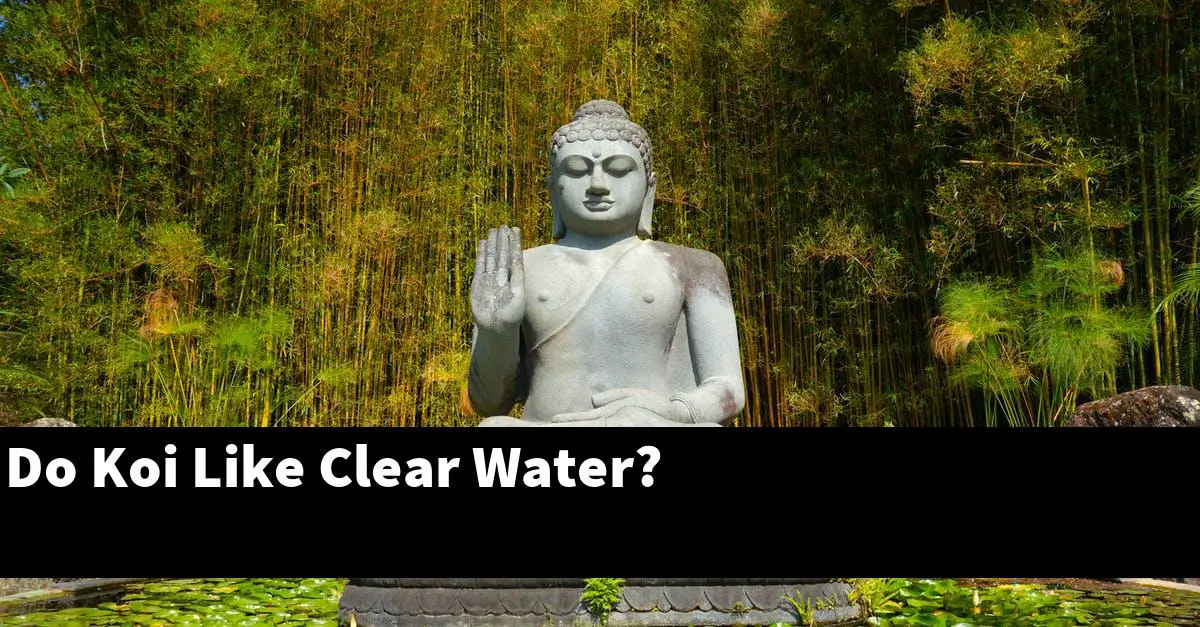 Do Koi Like Clear Water?