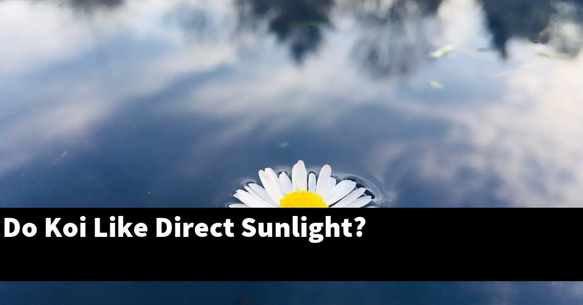 Do Koi Like Direct Sunlight?