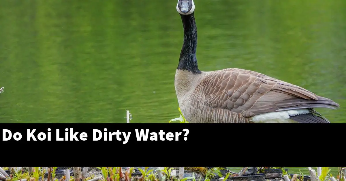 Do Koi Like Dirty Water?