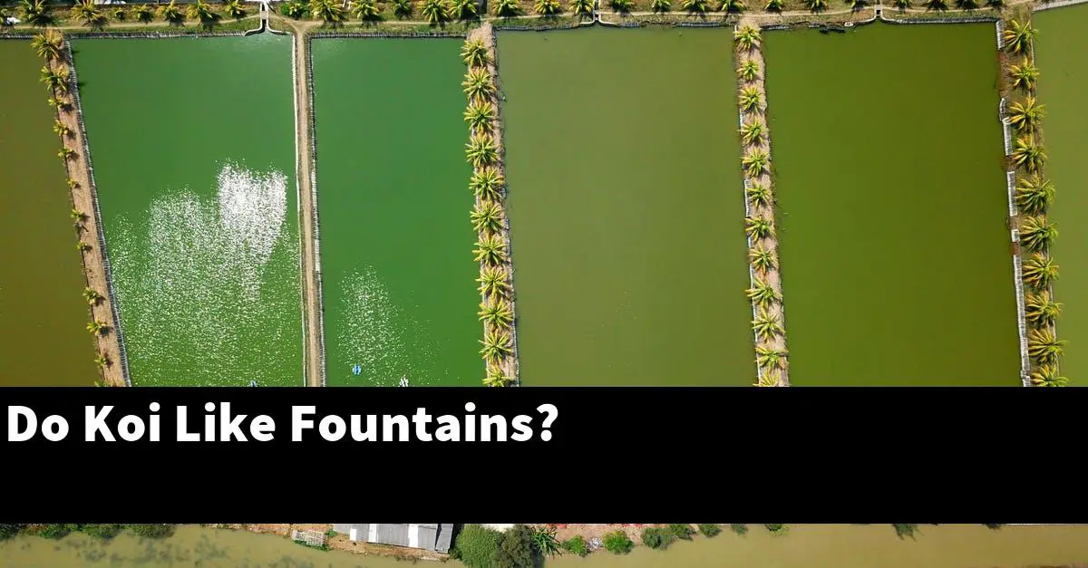 Do Koi Like Fountains?