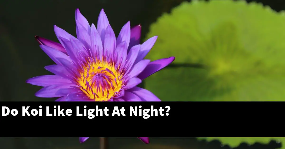 Do Koi Like Light At Night?