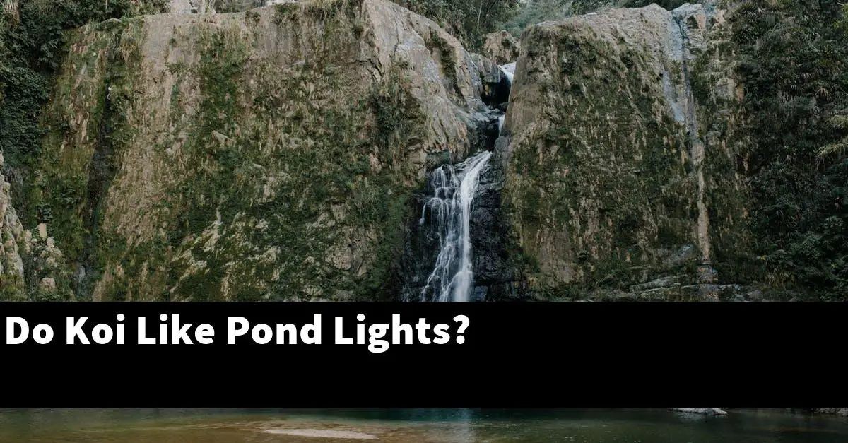 Do Koi Like Pond Lights?