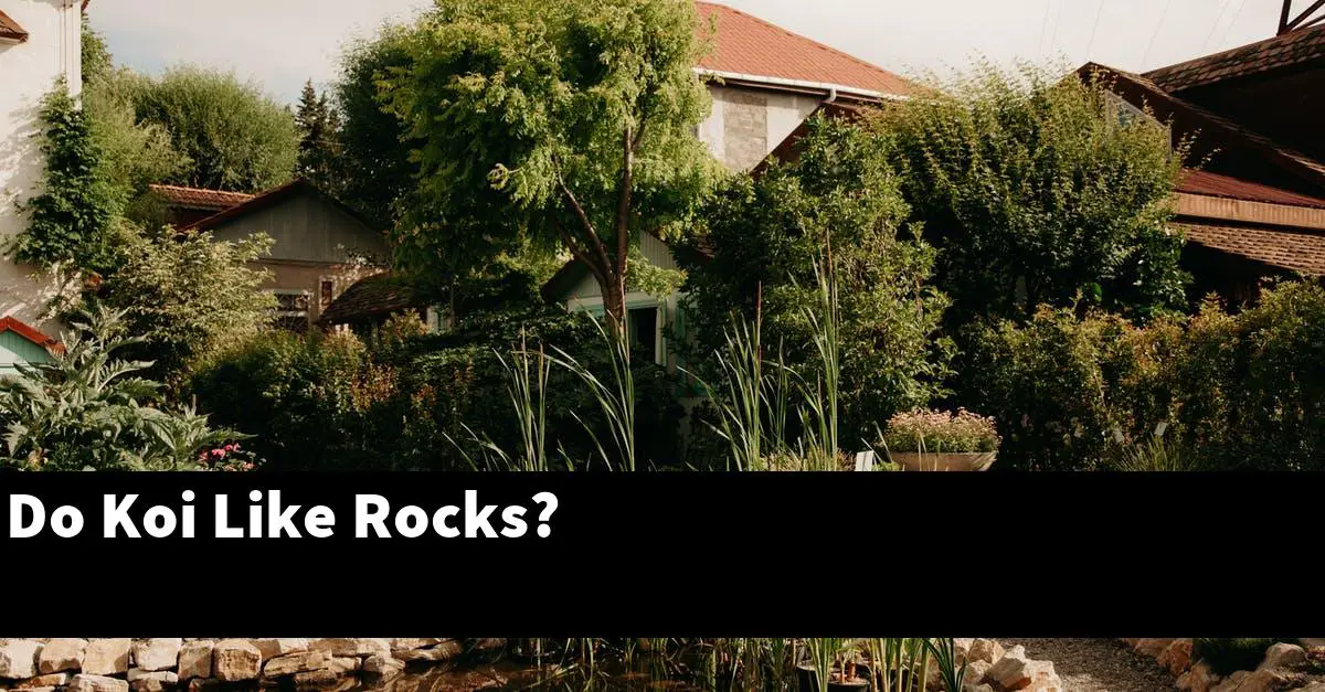 Do Koi Like Rocks?