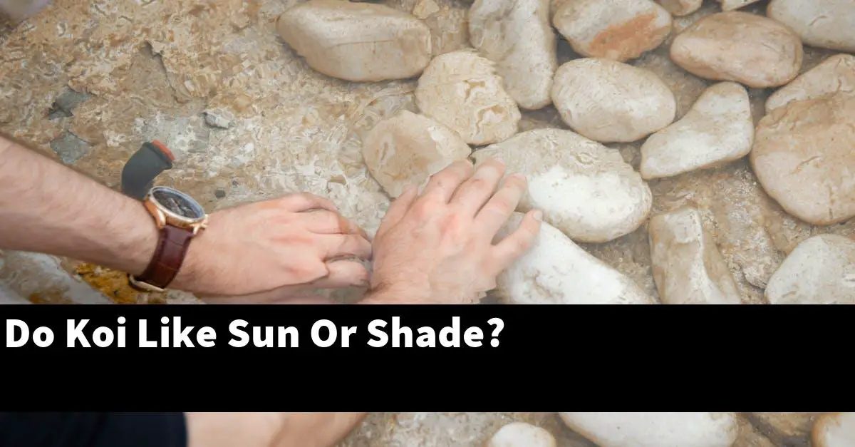 Do Koi Like Sun Or Shade?