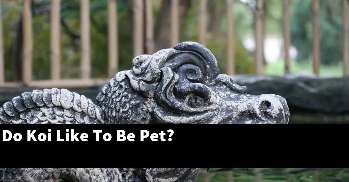 Do Koi Like To Be Pet?