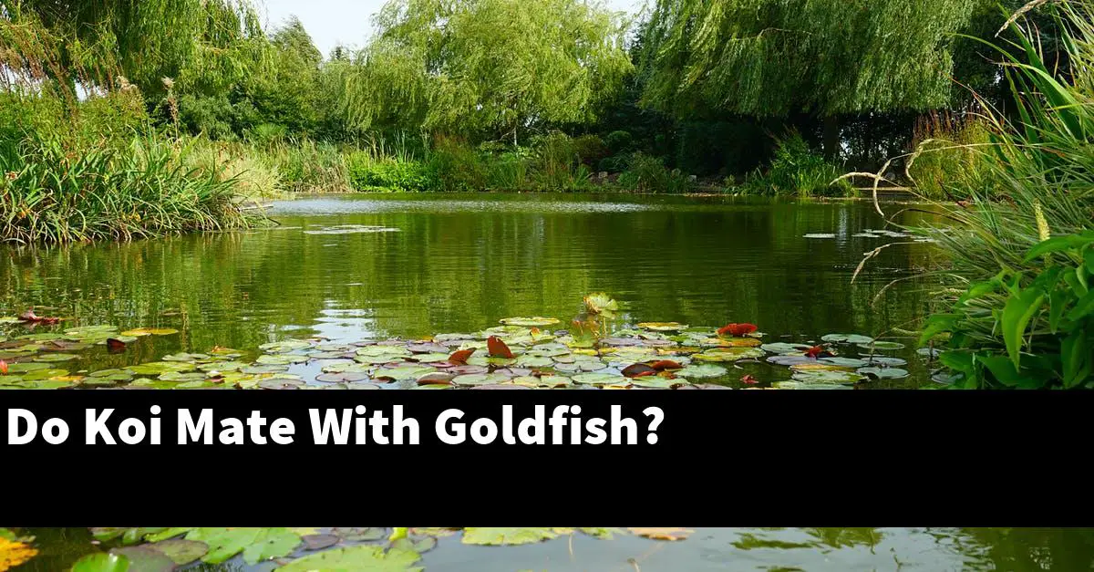 Do Koi Mate With Goldfish?