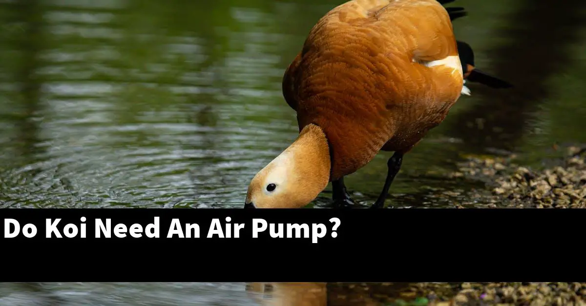 Do Koi Need An Air Pump?