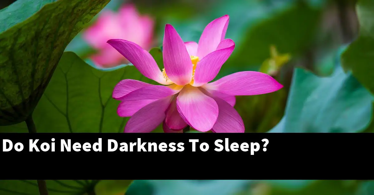 Do Koi Need Darkness To Sleep?