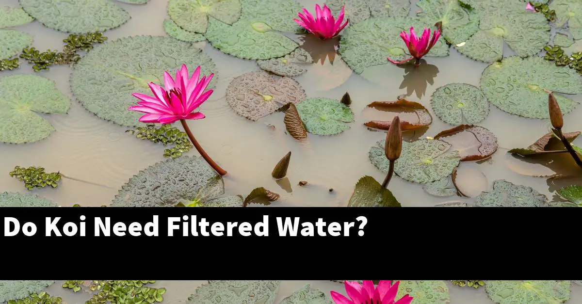 Do Koi Need Filtered Water?
