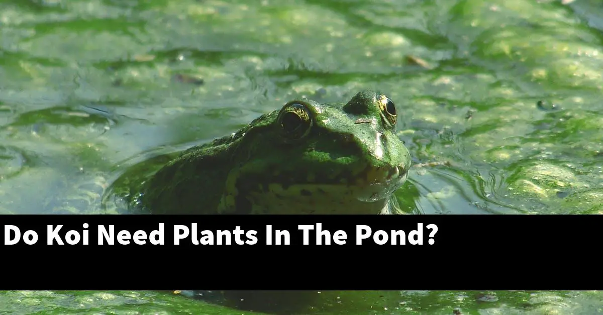 Do Koi Need Plants In The Pond?
