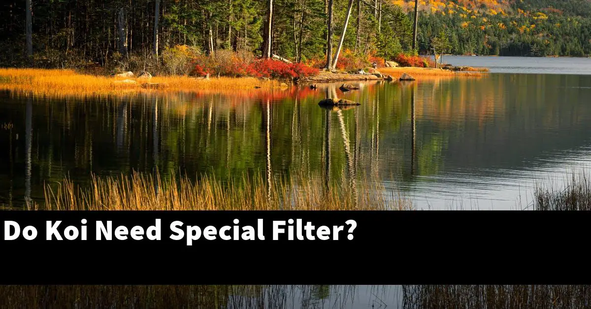 Do Koi Need Special Filter?