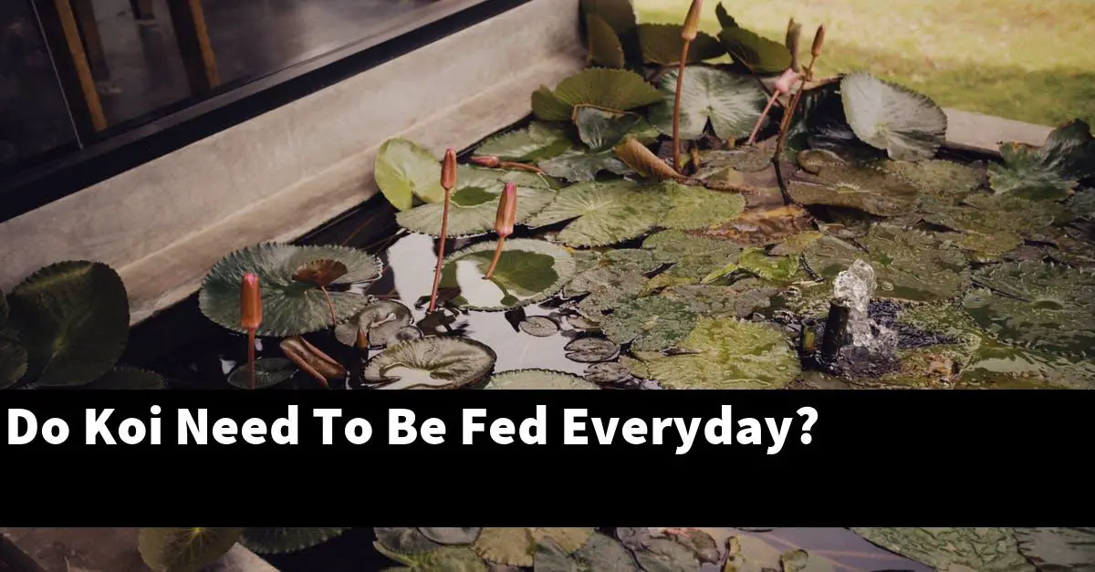 Do Koi Need To Be Fed Everyday?