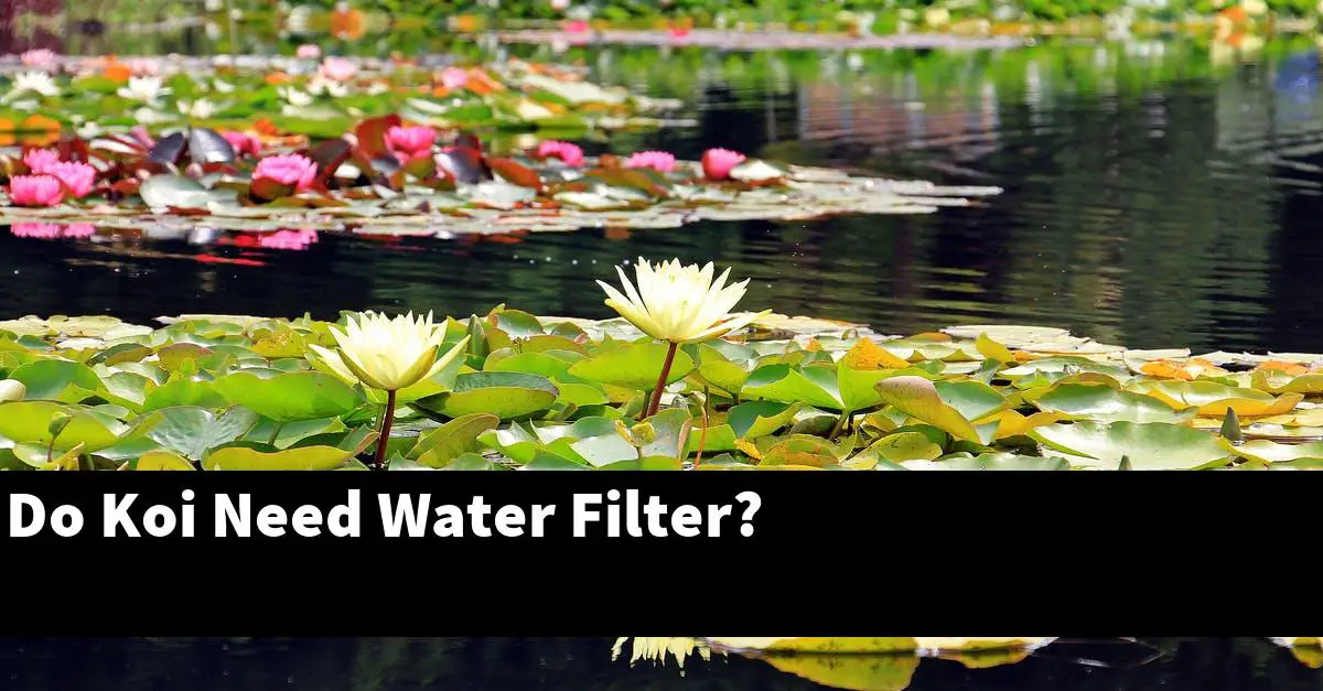 Do Koi Need Water Filter?